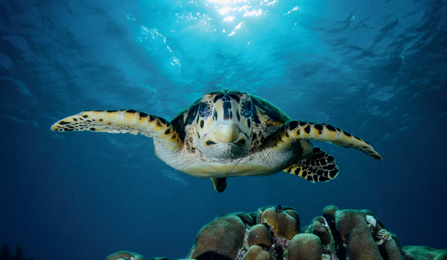 Notre engagement pour les océans > La Fondation Dassault Systèmes